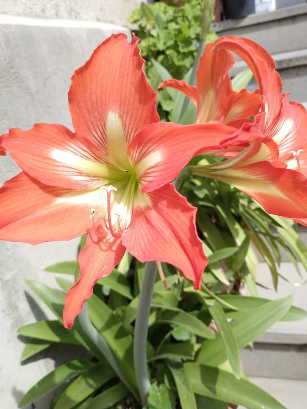 Garden life in full swing in Ijevan: flowers, fruit, and farm animals
