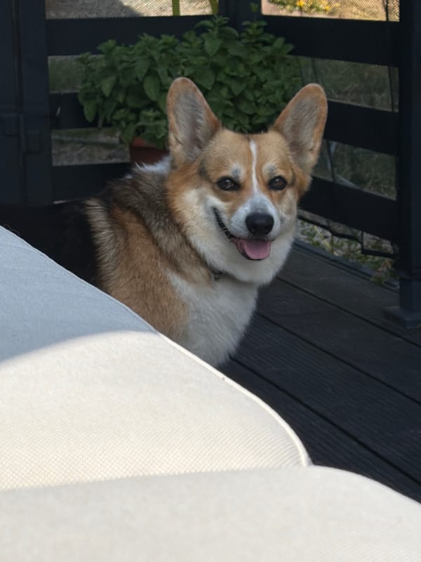 Corgi emerges from behind deck furniture in Gangloff