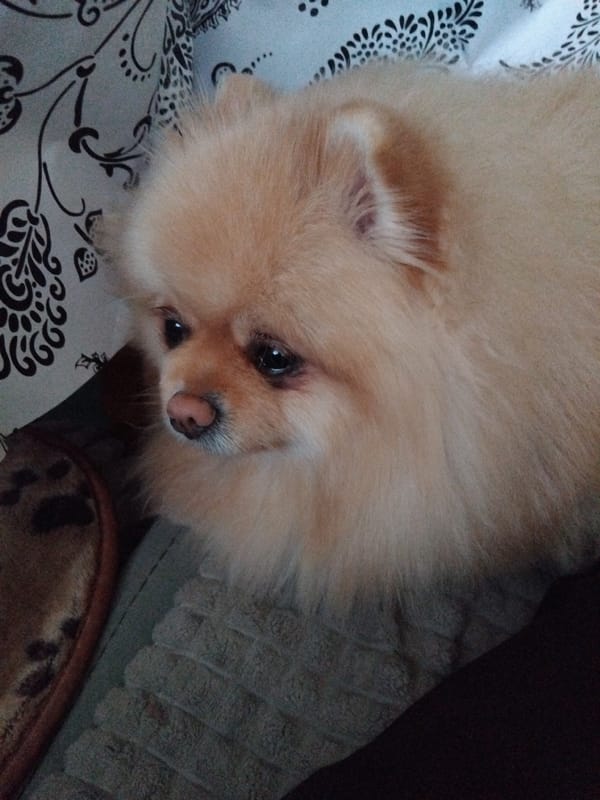 Pomeranian dog naps on patterned bedding in Apriltsi