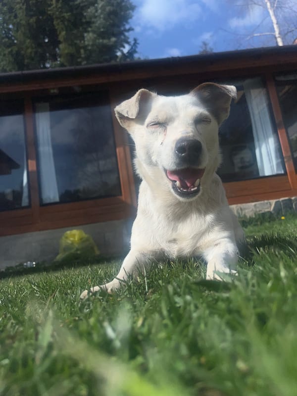 Dog relaxes in Bulgarian backyard during spring afternoon