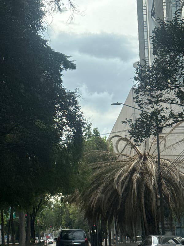 Mexico City street scene with palm tree and vehicles