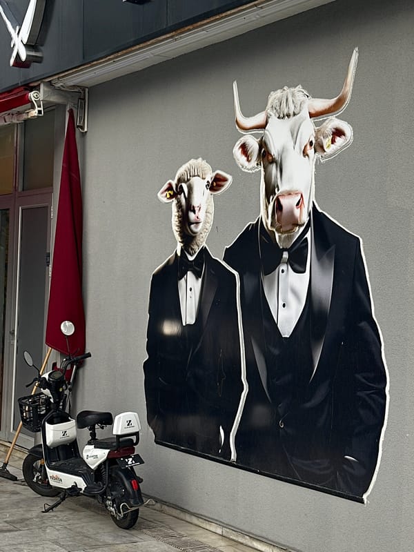 Quirky animal displays, sleeping cat spotted in Marmaris