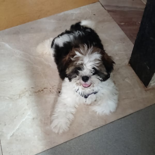 Playful Shih Tzu puppy relaxes on tiled floor in Badem