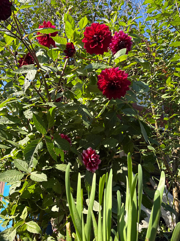 Summer garden blooms and a quiet village path in Overyata
