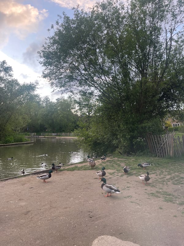 Ducks, swan, goose gather at Maidstone pond during evening