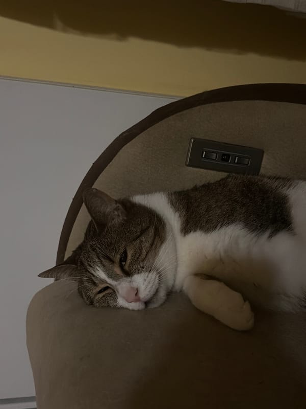 Sleepy cat and a bottle cap with a party message