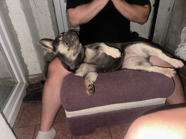 French Bulldog chills out, flipped on its back