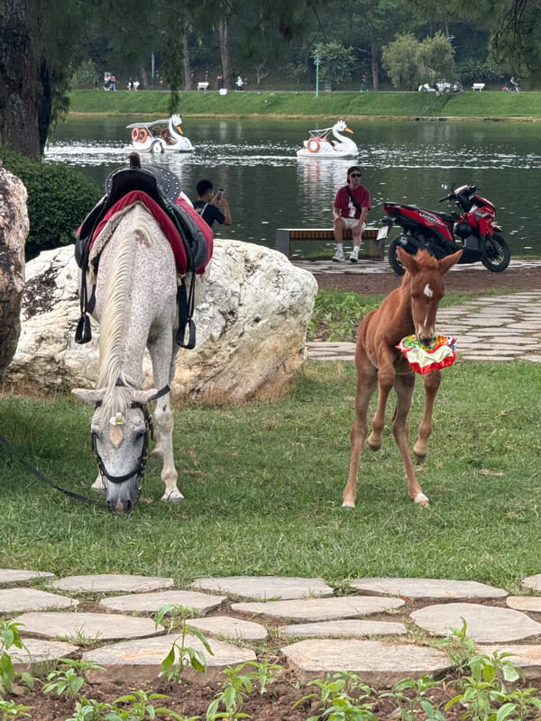 Morning life captured around Da Lat's Xuan Huong Lake