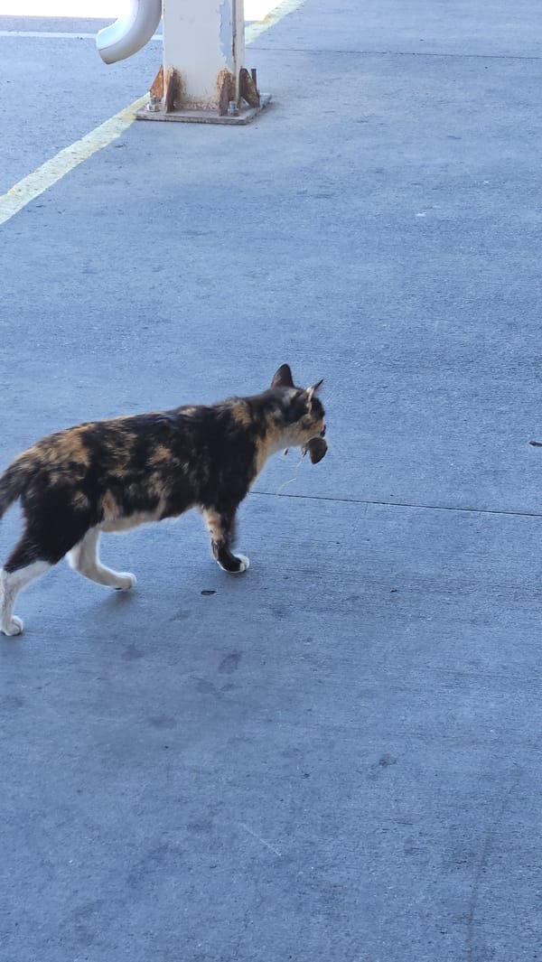 Calico cat yawns on concrete in Bulgarian village