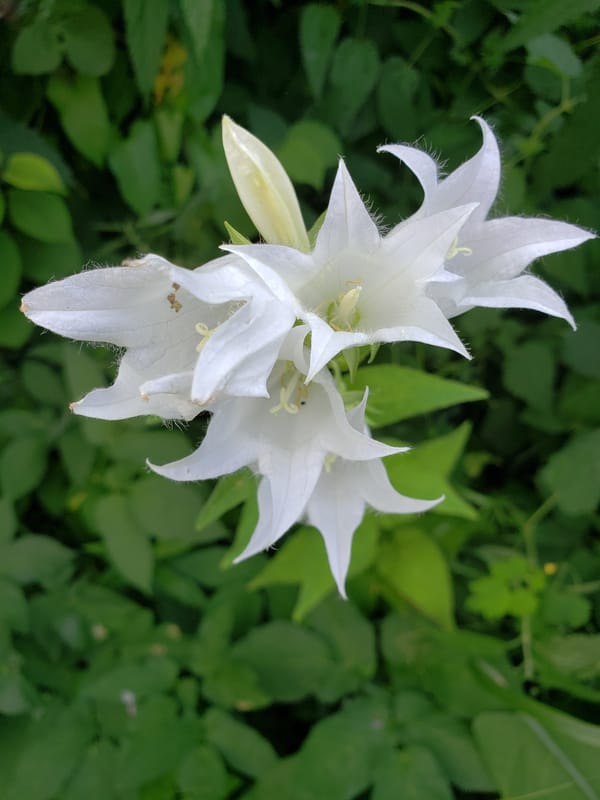 Summer garden in Nizhny Novgorod, flower by flower