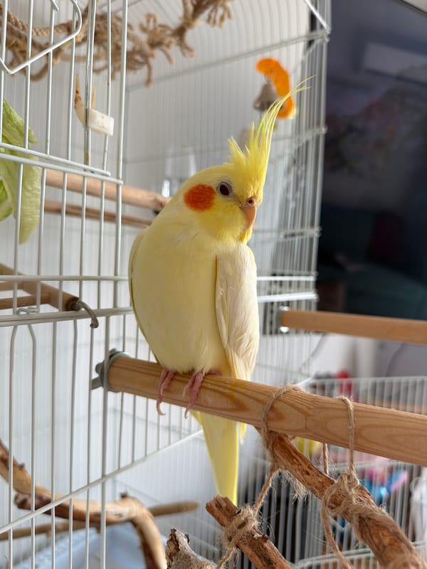 Cockatiel at home and a stenciled '110' in Krasnoyarsk