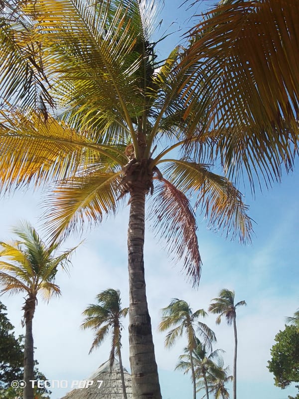 Palm trees and beach documented in Pedro González, Venezuela