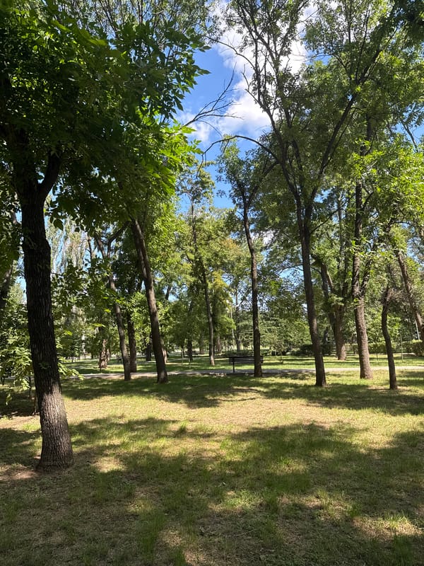 Dog walk through a shady Zaporizhzhia park on a summer morning