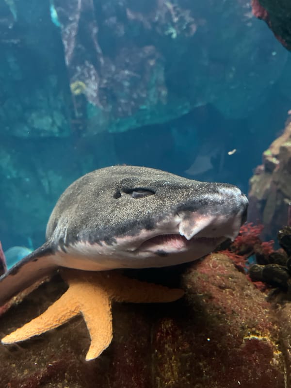 Visitor documents sharks and marine life at Lisbon aquarium