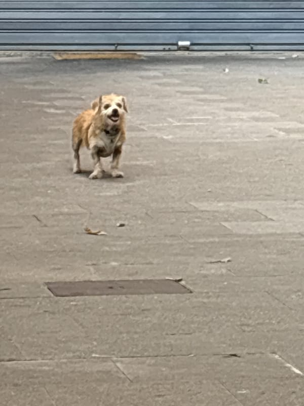 Dogs on a sidewalk, plus a barbershop medallion close-up