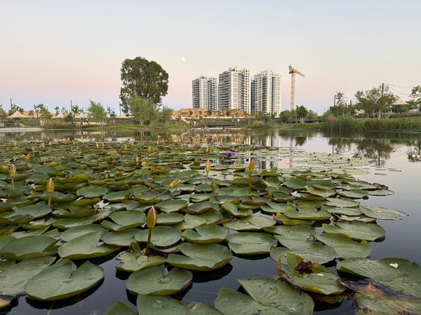 Evening life at a park pond in Rishon LeZion