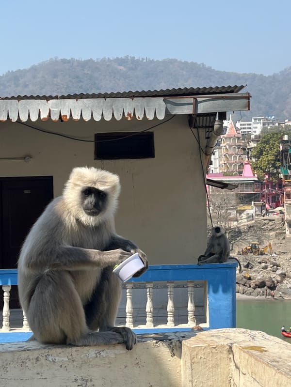 Tourist explores Rishikesh streets, feeds monkeys during morning walkabout