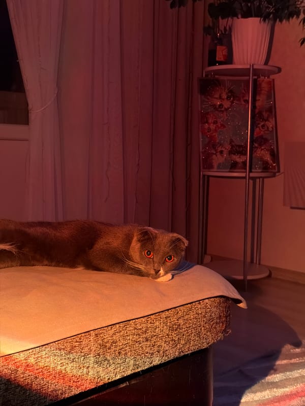 Cat photographed in multiple indoor scenes in Chaikovsky, Russia