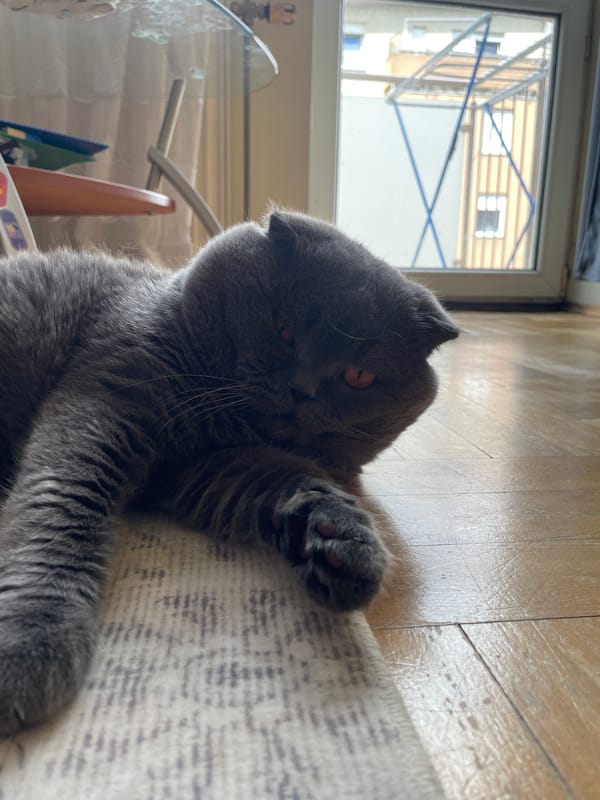 Cat and clouds: domestic moments amid changing skies