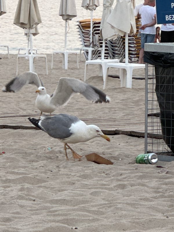 Afternoon on Varna's Black Sea beach: seagulls, mussels, and coastal strolls