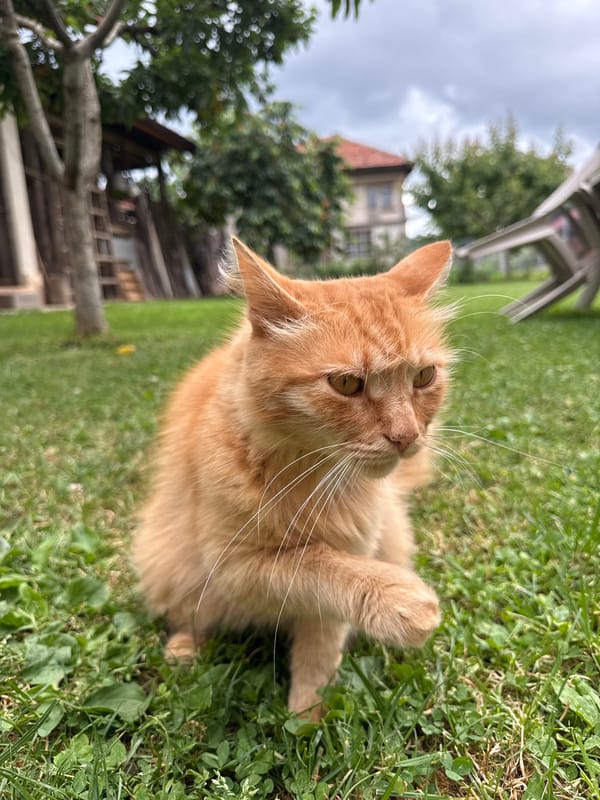 Orange cat photographed roaming gardens and streets in Berkovitsa, Bulgaria