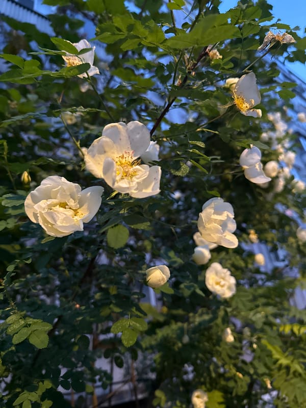 Evening stroll through urban neighborhood captures blooming flowers, twilight streets