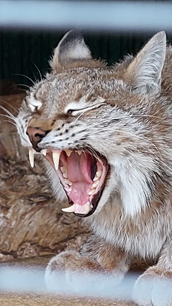 Wildlife sanctuary visit in Yelizovo captures diverse animals