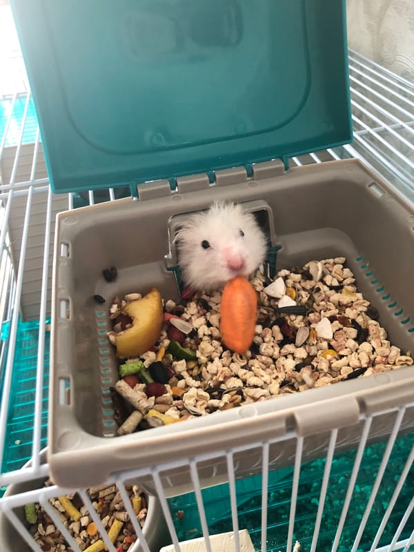 Fluffy white hamster in its cage, Solikamsk