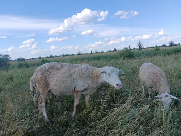 Sheep and goats grazing across open pastoral fields