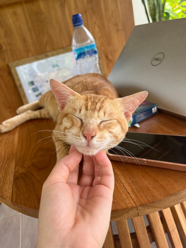 Morning moments captured in Nusa Penida: cats, coffee, flowers