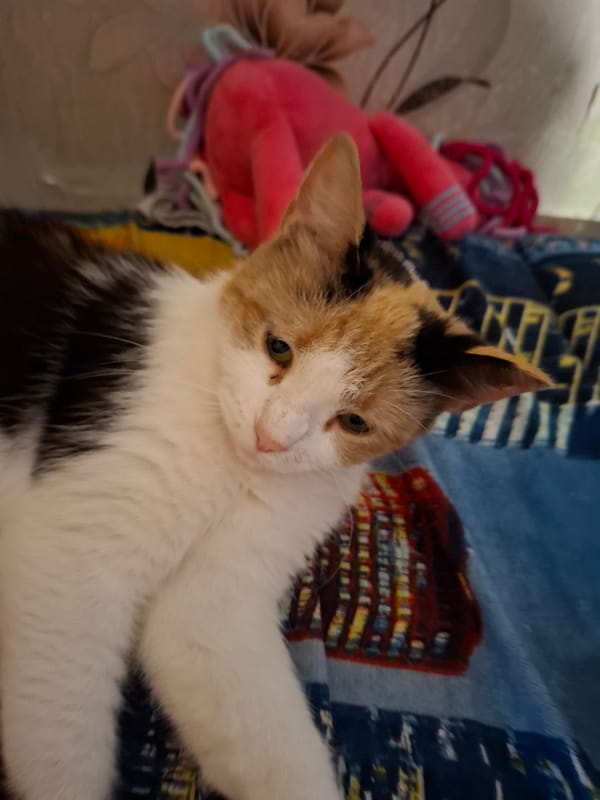 Friday morning mix: flowers, a cat, and everyday errands