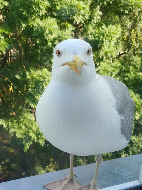 Seagull visits a Riga balcony, geraniums nearby