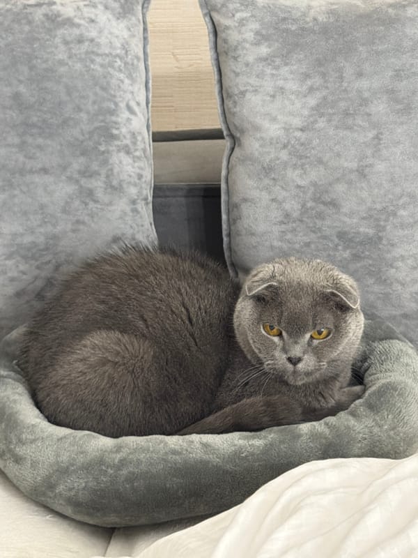 Scottish Fold cat photographed in cat tree in Russia