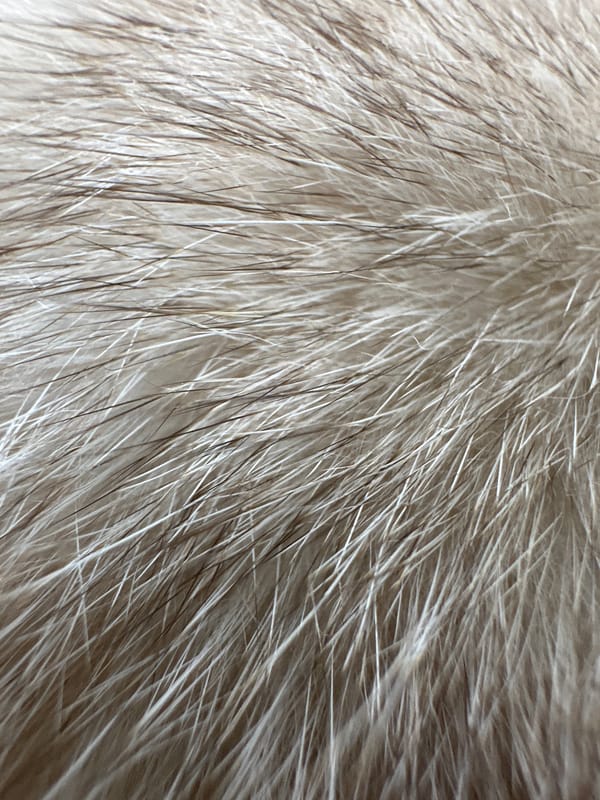 Cat resting on herringbone fabric captured in detailed close-ups