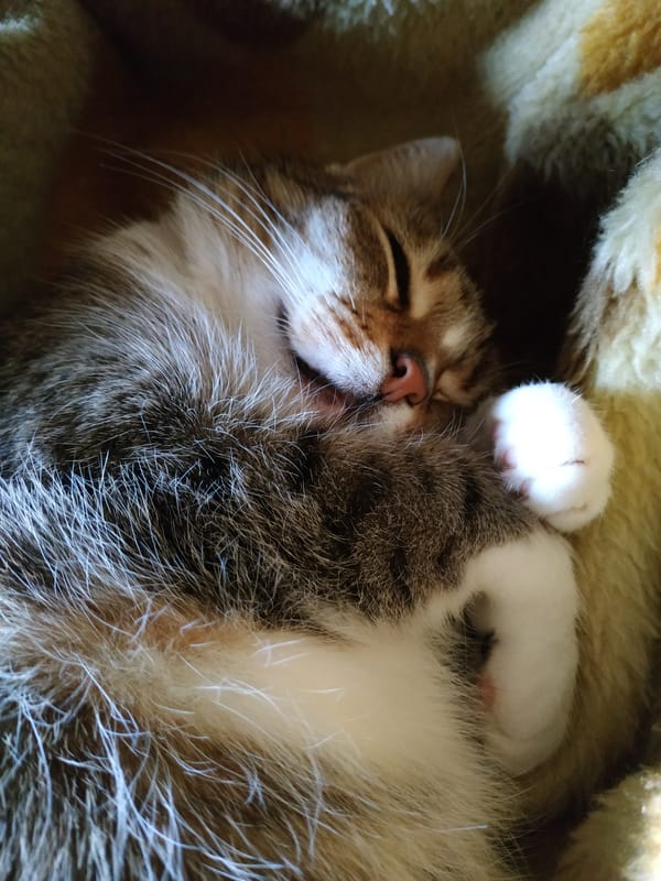 Cat sleeps peacefully on blanket in Dortmund
