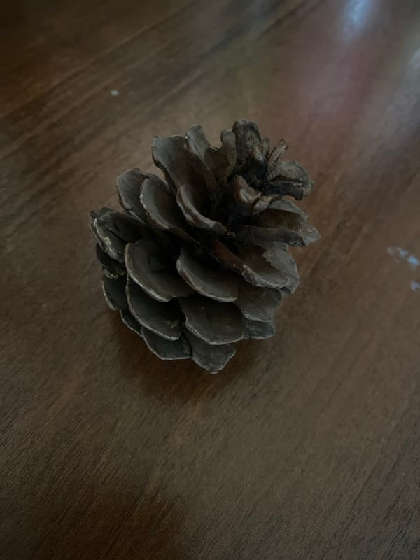 Botanical details: cones, catkins, and a ficus by the window