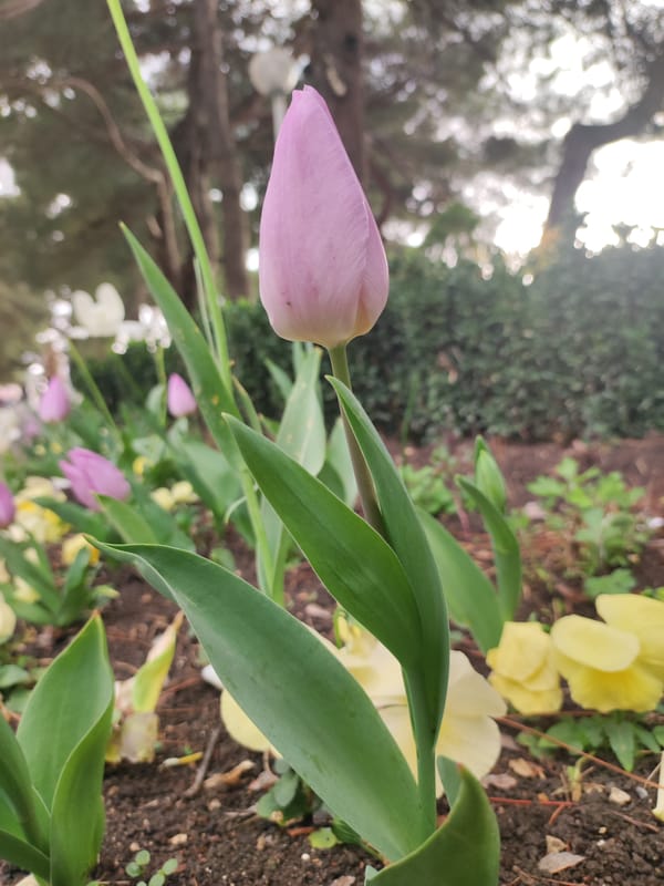 Spring tulips bloom as residents enjoy Gelendzhik waterfront