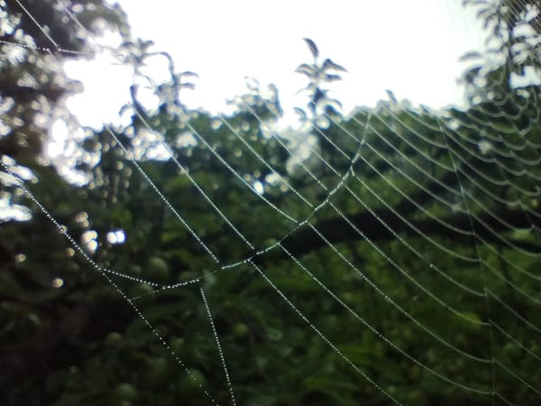 Early morning dew and fog documented in Yambol, Bulgaria