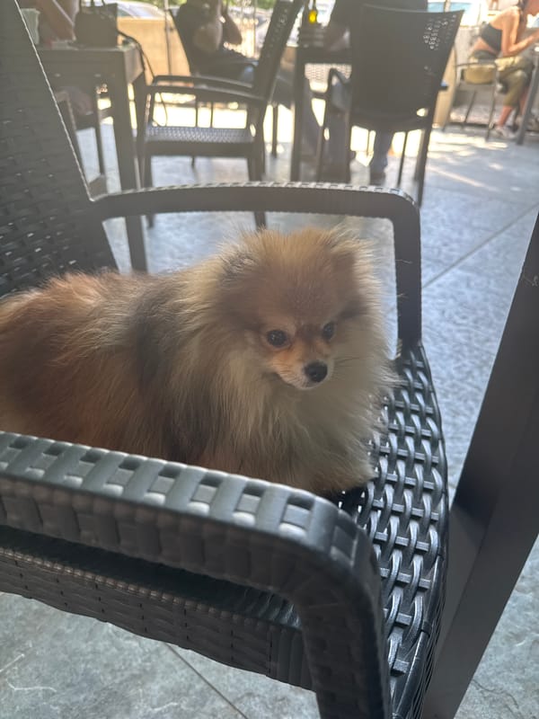 Pomeranian dog sits on chair at Sofia outdoor cafe
