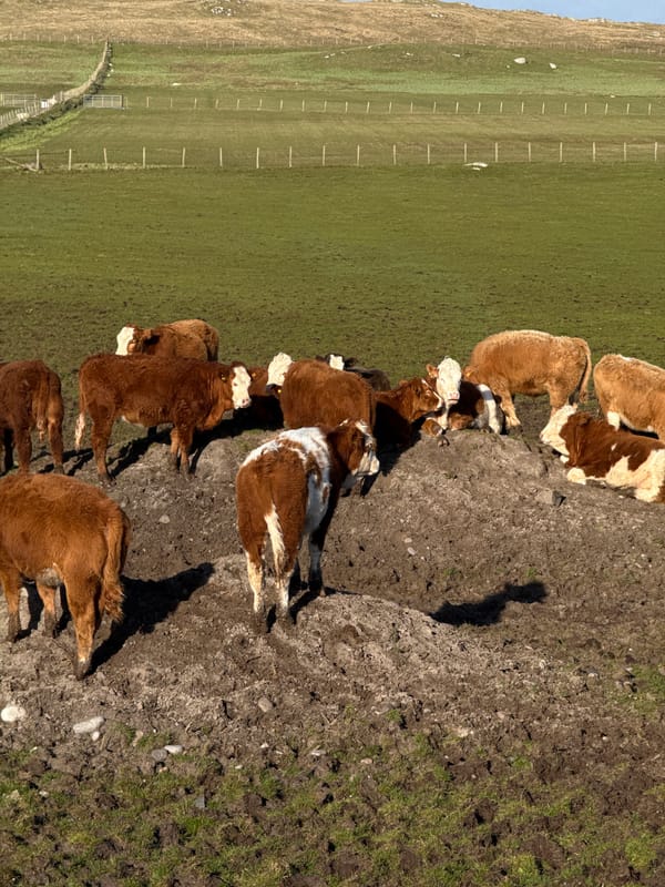 Cattle herd gathers near muddy patch on hillside pasture