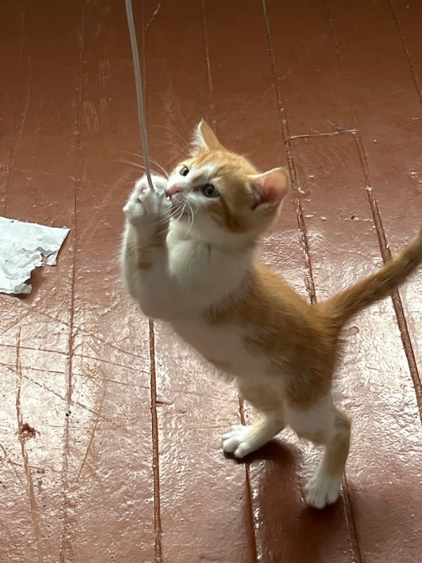 Kitten explores a bedroom in Svietlahorsk, Belarus