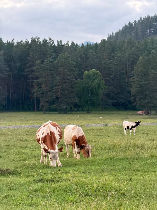 Cows and a foal at dusk in rural Askat, Russia