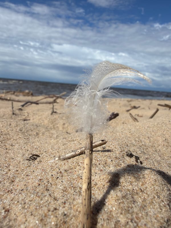 Small beach finds and shoreline scenes along Latvia's Gauja coast