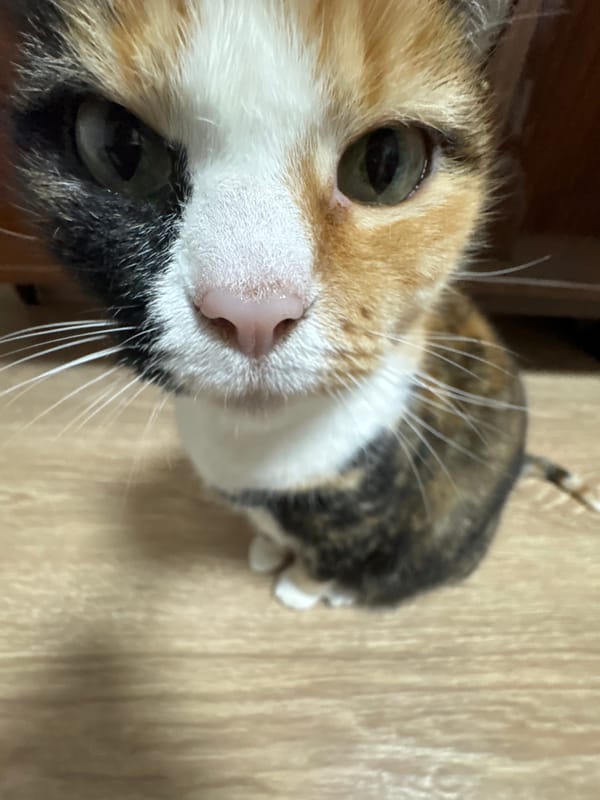 Calico cat observed in various poses on wood floor