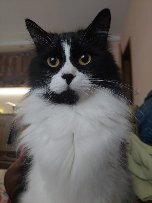 Long-haired cat with gold eyes photographed in Plovdiv