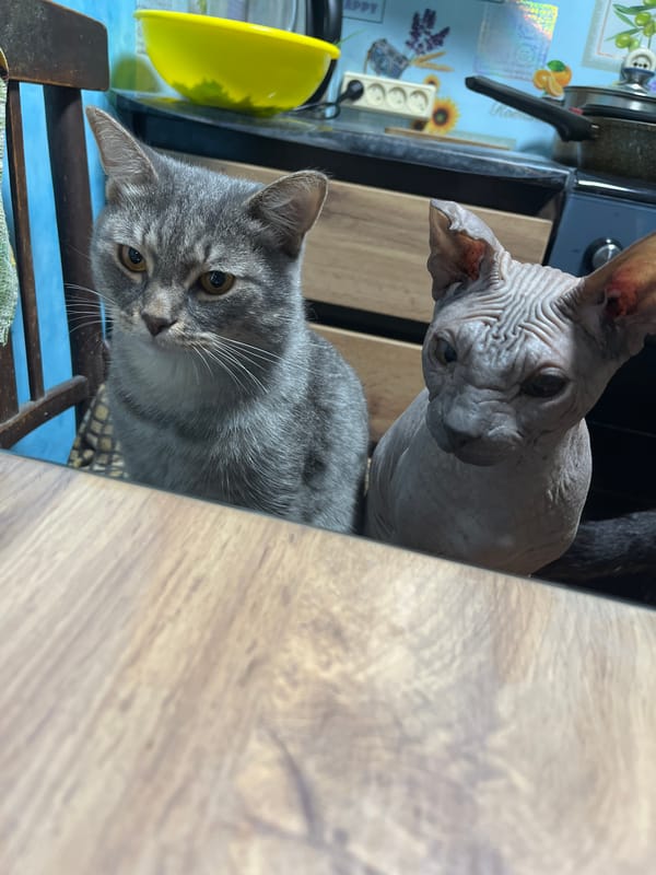 Home life unfolds in Nizhny Tagil: guitar, pets, meals