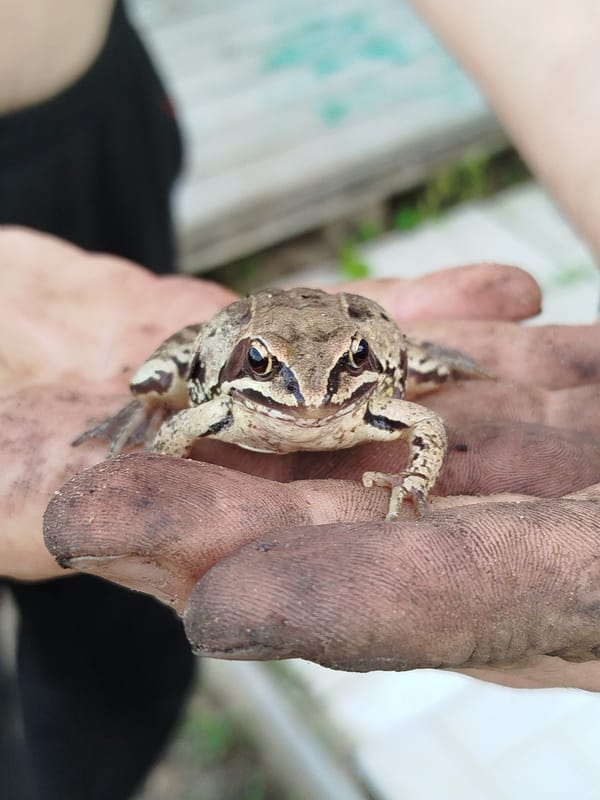 Common frog handled and watched in a Zavodoukovsk backyard