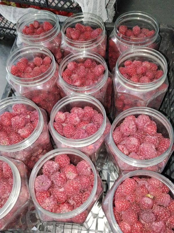 Fresh raspberries and strawberries crated up in Bishkek
