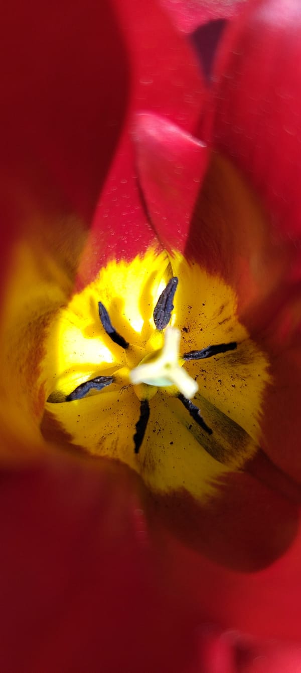 Spring tulips bloom in Russian garden, captured in detail