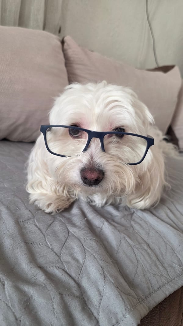 White dog rests peacefully indoors in Blagoevgrad home
